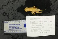 Image of Procambarus echinatus
